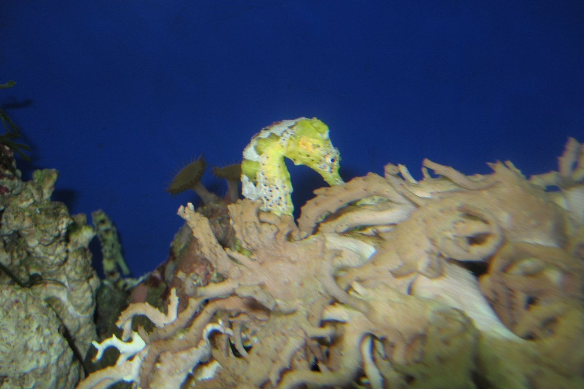 Oklahoma Aquarium - Gallery Image 1